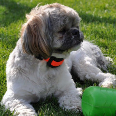 Obojek pro dalšího psa d‑control professional mini (5)