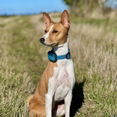 Elektronický výcvikový obojek d-control 400 mini (9)